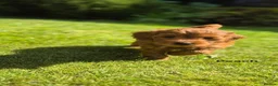 Goldendoodle dogs for sale: READY..Red F1bb miniature Goldendoodles dna clear - Advert 7
