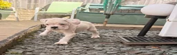 Boxer dogs for sale: Outstanding puppies - best pedigree 73 champions - Advert 17