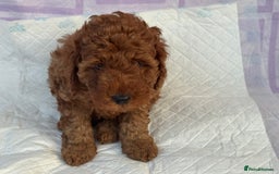 Cockapoo dogs for sale: Gorgeous Cockerpoo F1b - Image 27