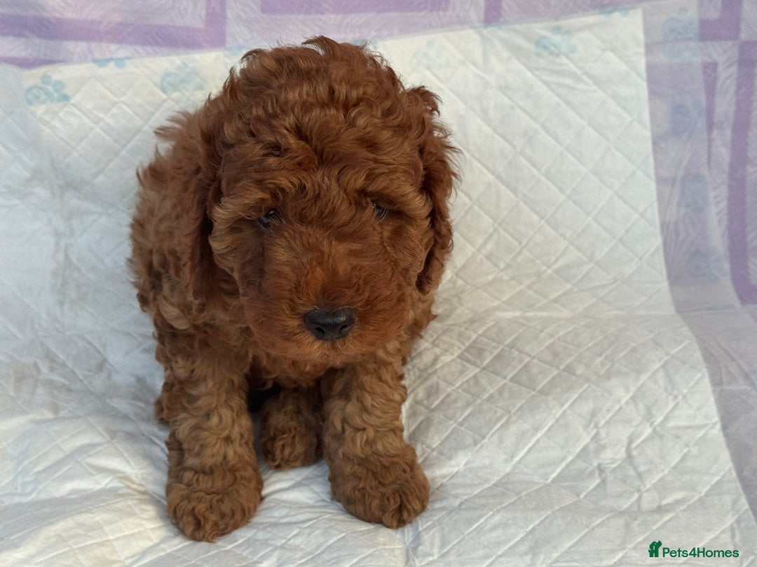 Cockapoo dogs for sale: Gorgeous Cockerpoo F1b - Image 27