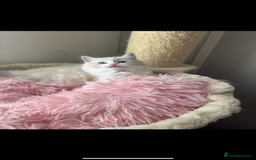 Ragdoll cats for sale: Tabby Lynx Female Ragdoll - Image 1