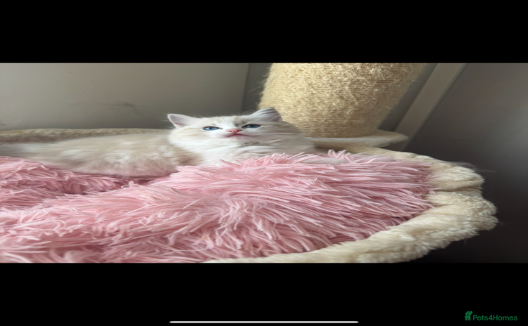 Ragdoll cats - Advert 1