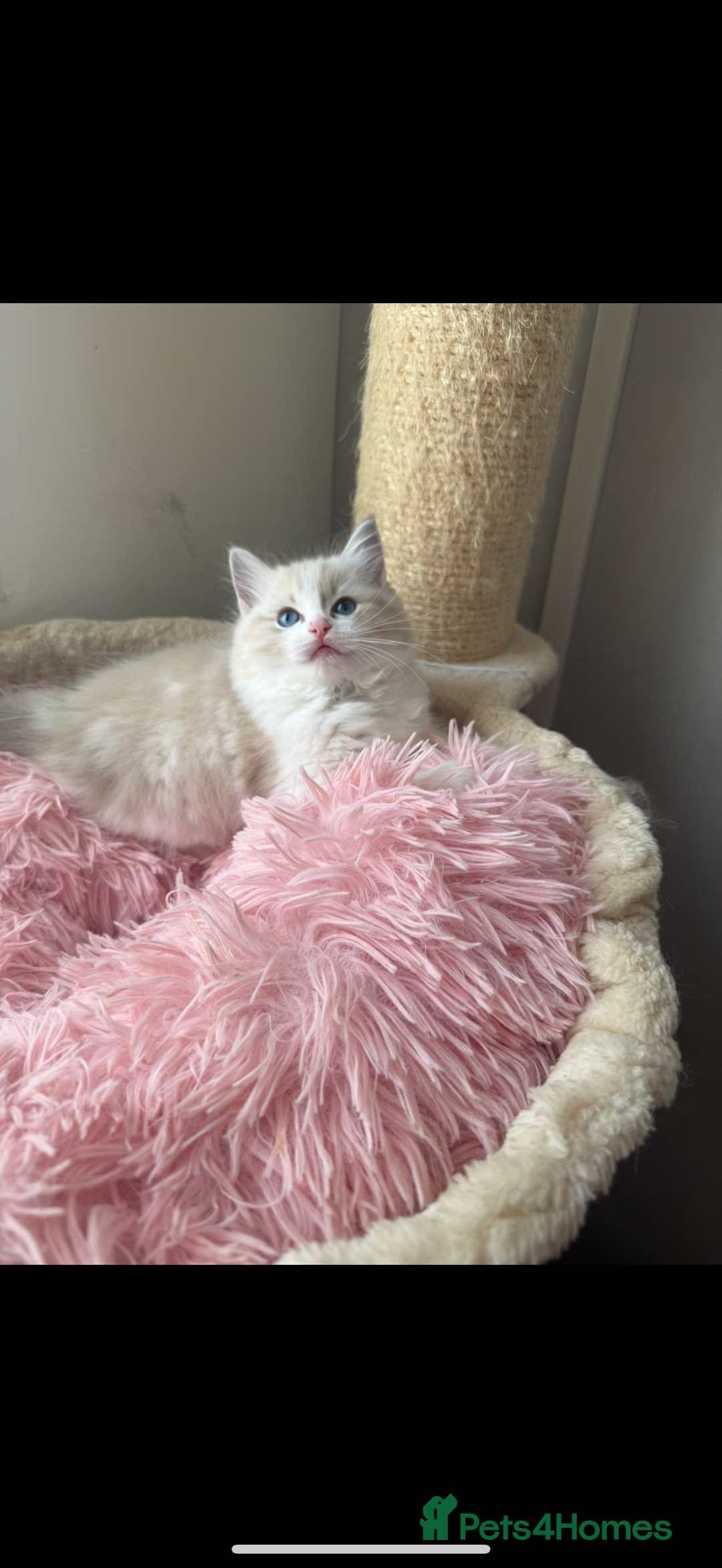 Ragdoll cats for sale: Tabby Lynx Female Ragdoll - Image 1