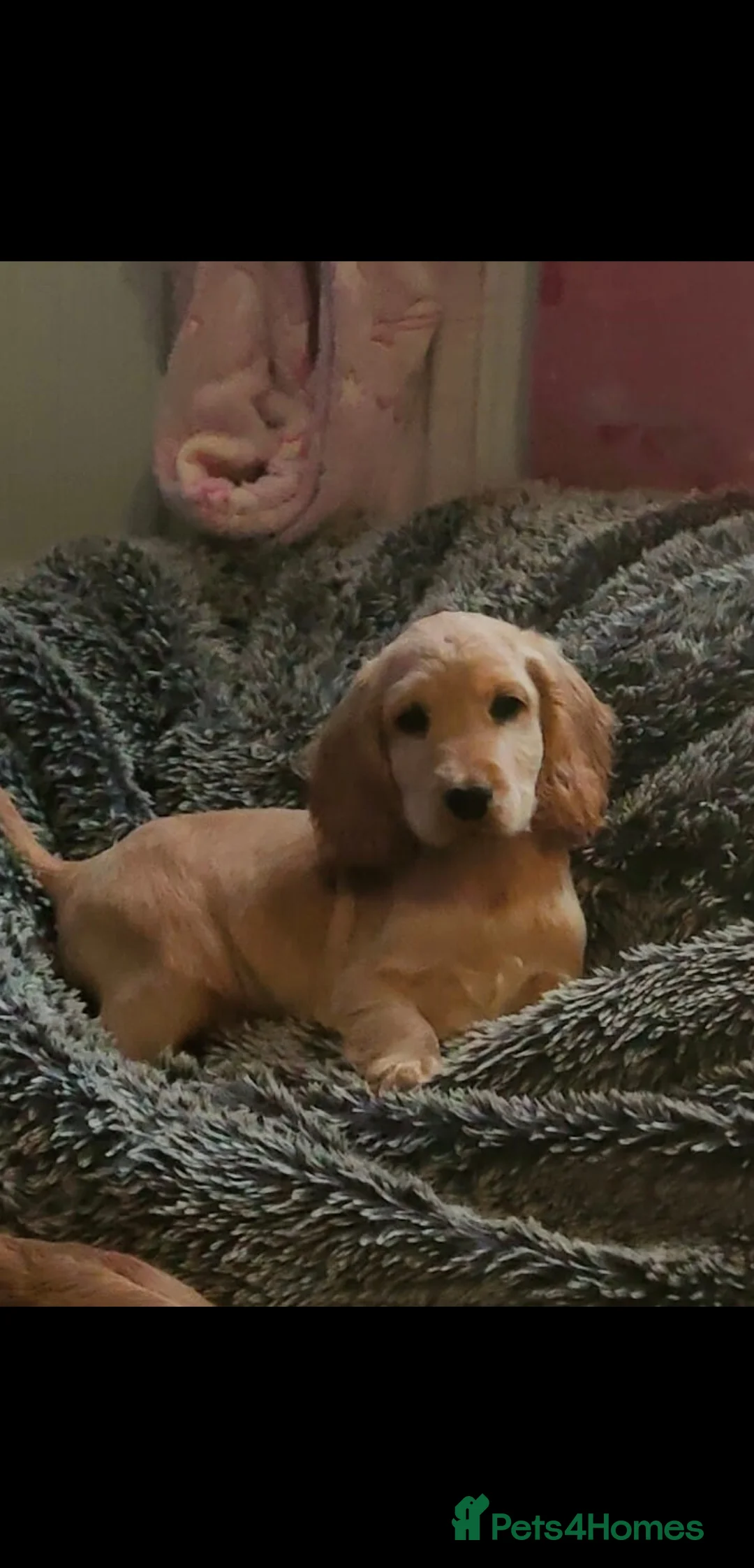 Cocker Spaniel dogs for sale: Health tested puppies  - Advert 2