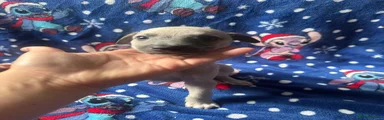 Whippet 4