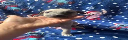 Whippet dogs for sale: KC registered whippet puppy’s  - Advert 4