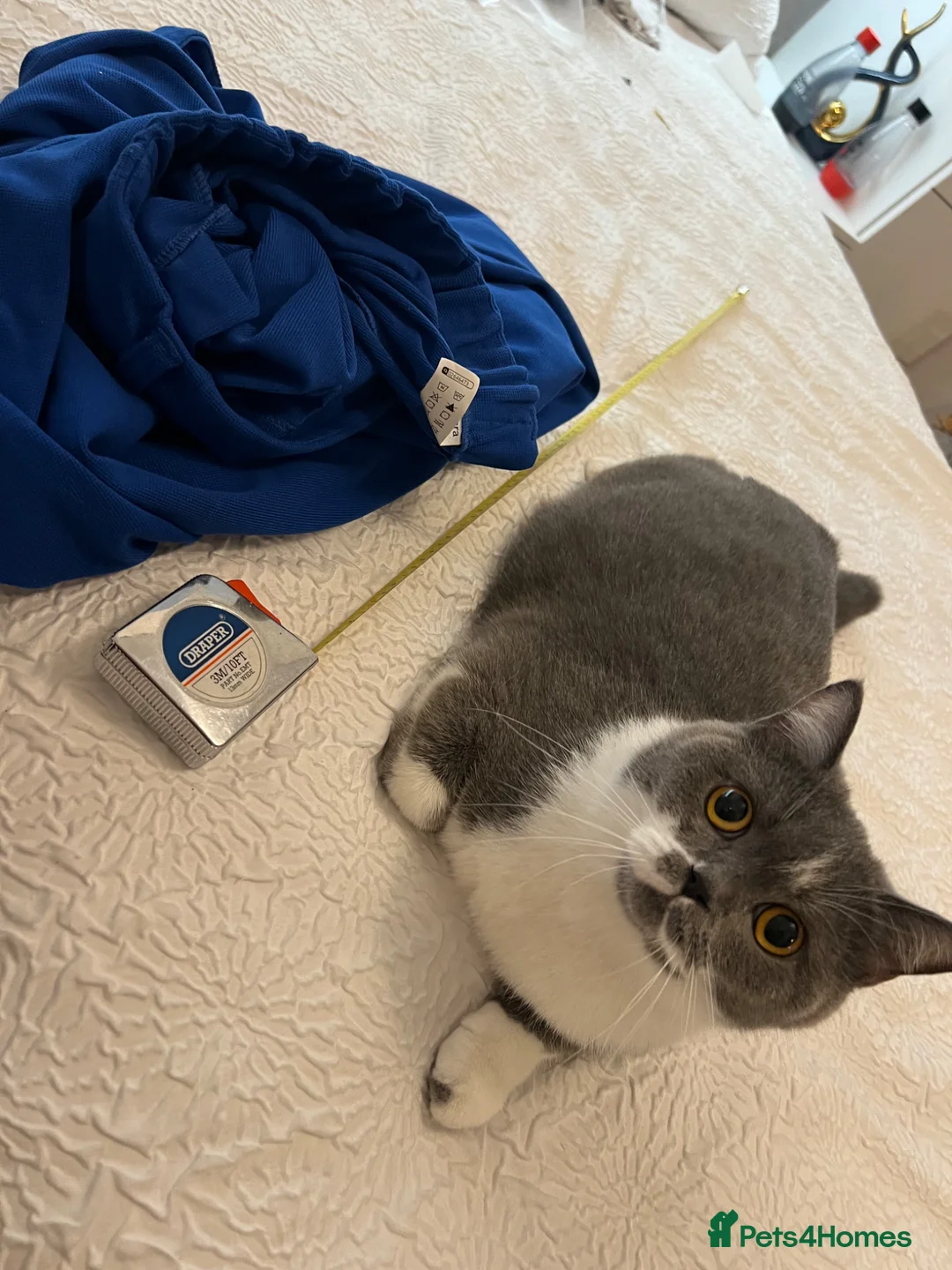 British Shorthair cats for sale: Registered British Shorthair kittens  - Advert 24