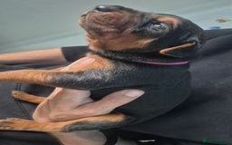 Mixed Breed dogs for sale: Pure Bred/papered Laizhou Hong/Chinese Red Dog - Image 8