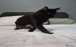 Maine Coon cats for sale: Stunning litter of maine coon kittens  - Advert 19