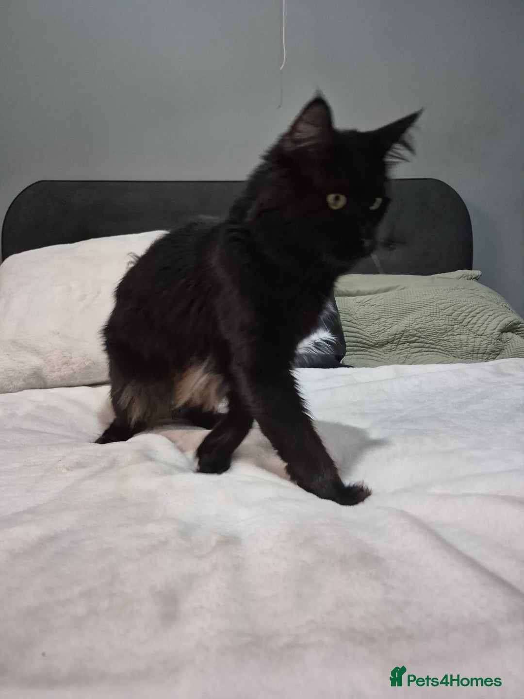 Maine Coon cats for sale: Stunning litter of maine coon kittens  - Advert 19