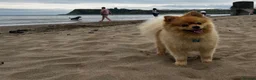 Pomeranian dogs for stud: 🌟 Introducing stunning Kenzo for stud 🌟  - Advert 9