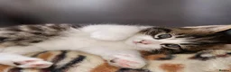 Mixed Breed cats for sale: Cats looking for hause  in Worksop - Advert 3