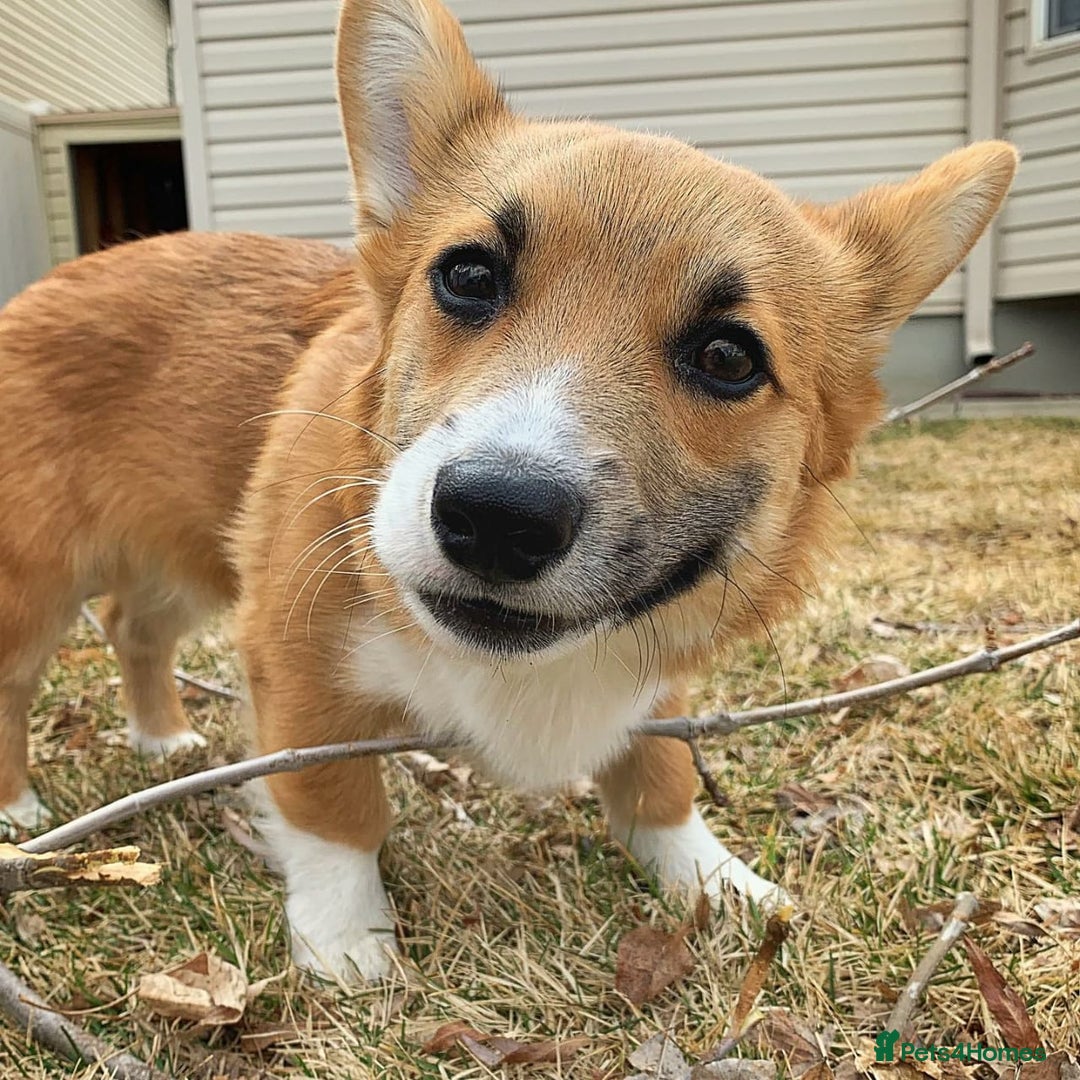 Welsh Corgi Pembroke dogs for sale: Lovely Welsh Corgi Pembroke Looking For A Home - Image 2
