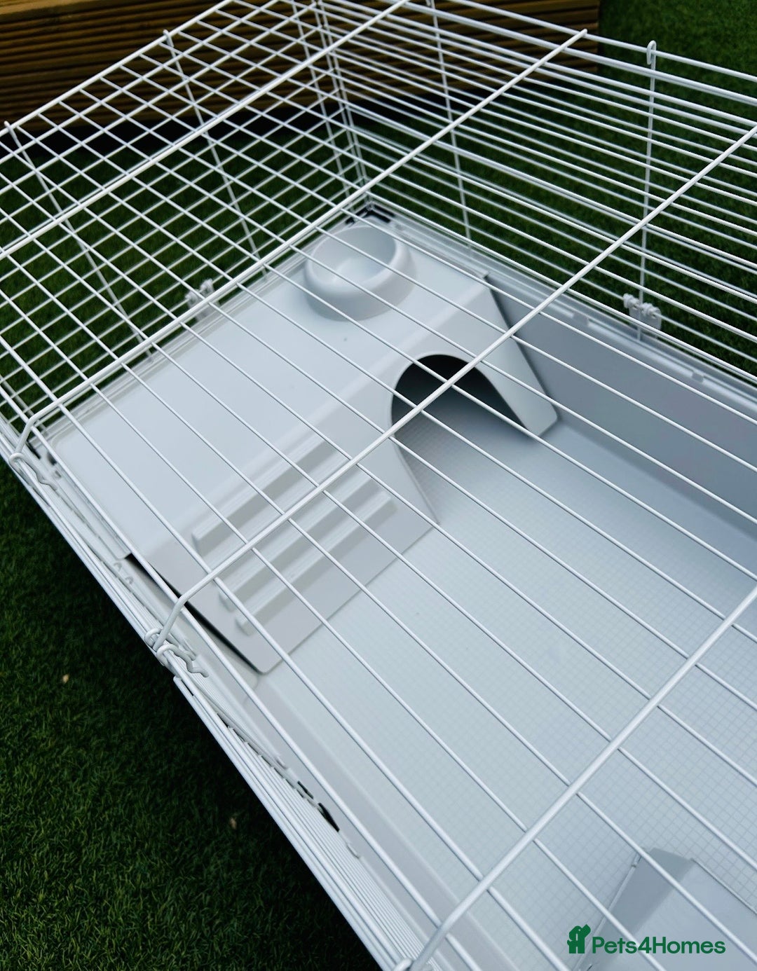 Guinea Pig rodents for sale: Two baby male guinea pigs and cage  - Advert 17