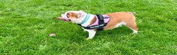 English Bulldog dogs for sale:  Stunning English bulldog puppies in Portsmouth - Advert 4