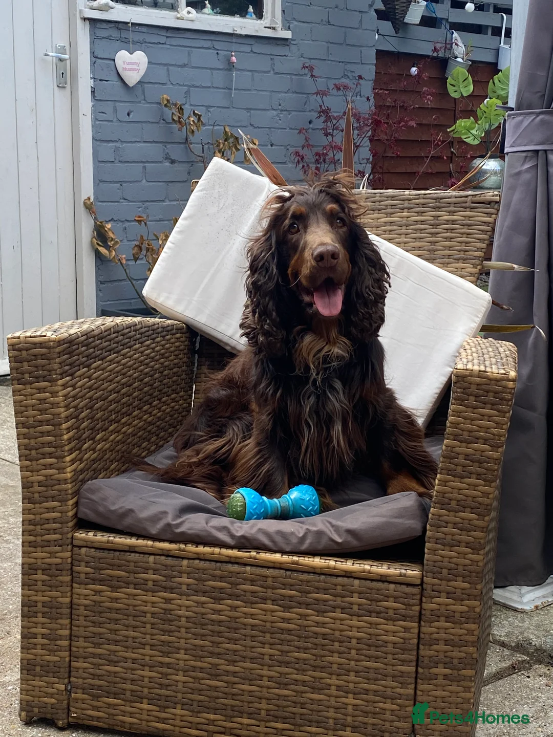 Sprocker dogs for stud: PROVEN SPROCKER SPANIEL - Advert 10