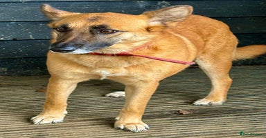 Belgian Shepherd Dog dogs Julie: The Puppy Who Survived the Unthinkable - Advert 8