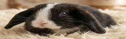 Mini Lop rabbits for sale: Baby Mini Lop Rabbits for sale - Advert 1