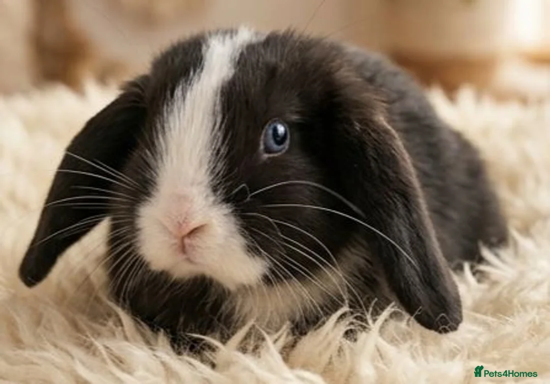 Mini Lop rabbits for sale: Baby Mini Lop Rabbits for sale - Advert 1