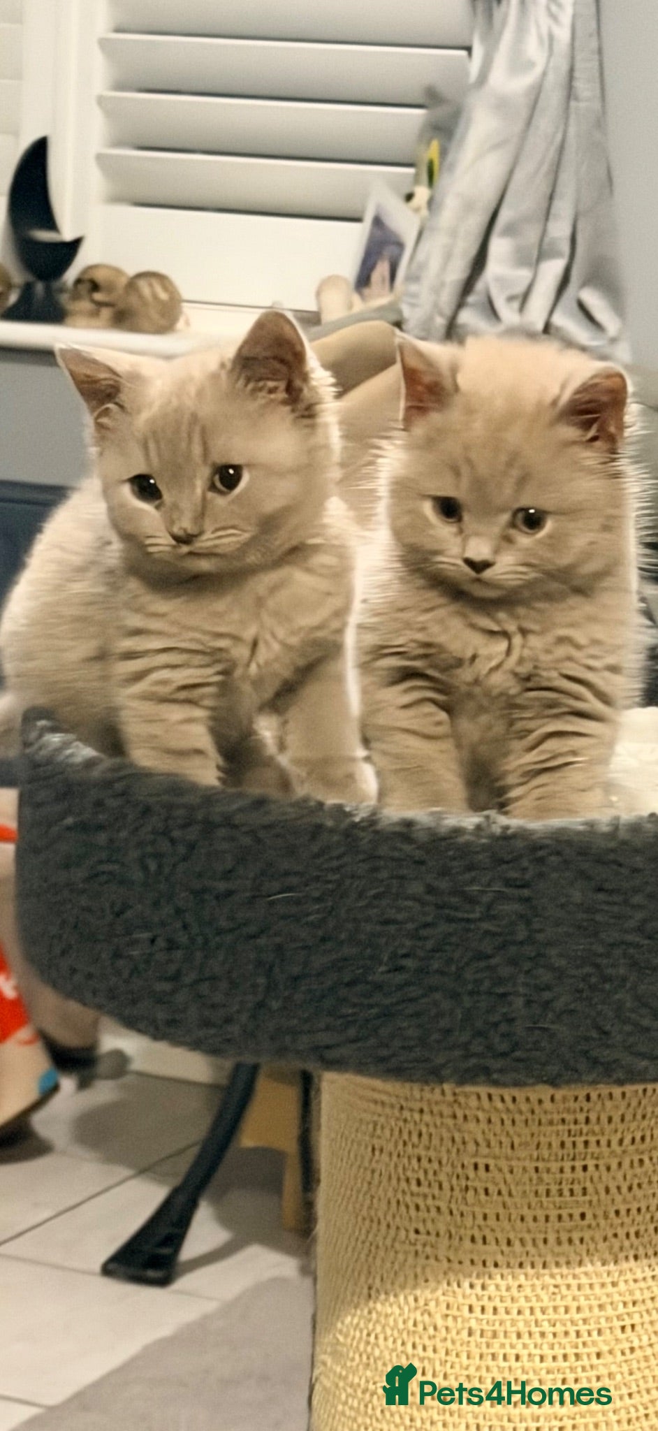 British Shorthair cats FOUR BRITISH SHORTHAIR KITTENS FOR SALE - Advert 1