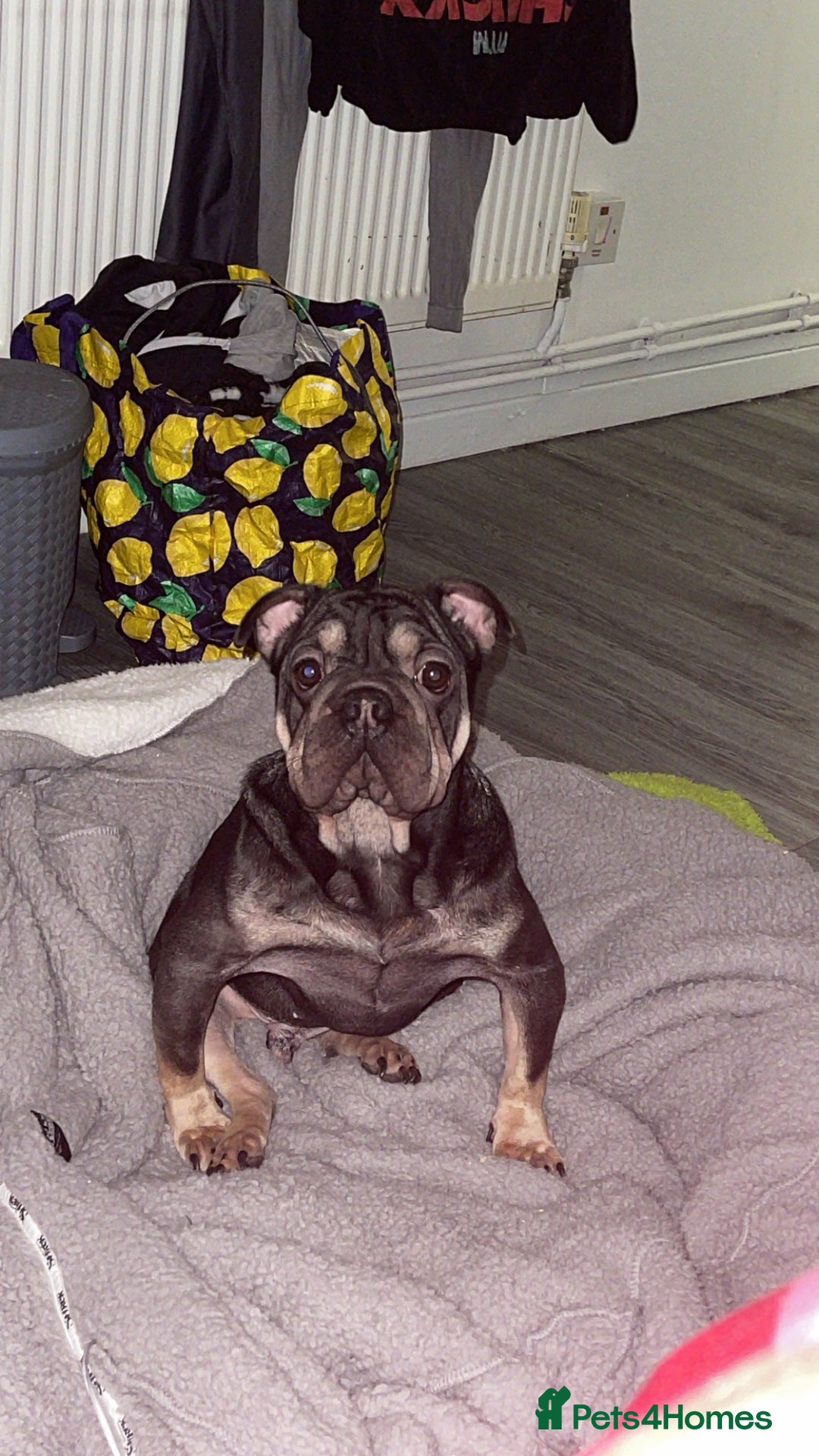 French Bulldog dogs for sale: Rehoming this beautiful frenchie cross old English - Advert 2
