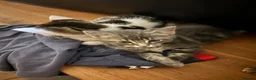 Mixed Breed cats for sale: 2 beautiful kittens. - Advert 1