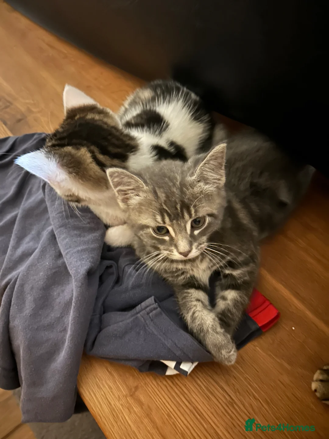 Mixed Breed cats for sale: 2 beautiful kittens. - Advert 1