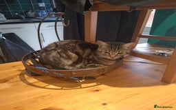 Mixed Breed cats for sale: 2 female adults for rehoming  - Image 3