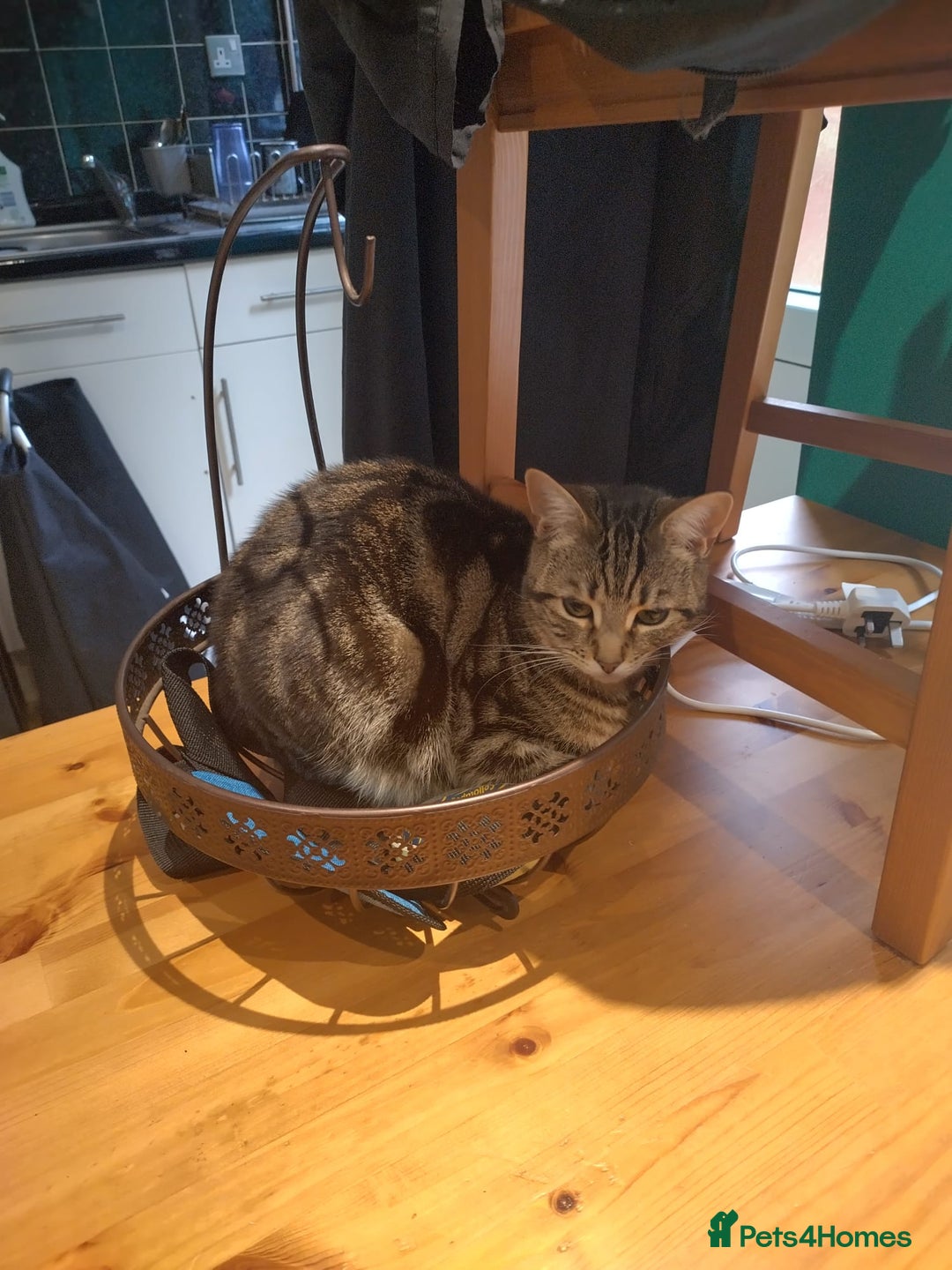 Mixed Breed cats for sale: 2 female adults for rehoming  - Image 3