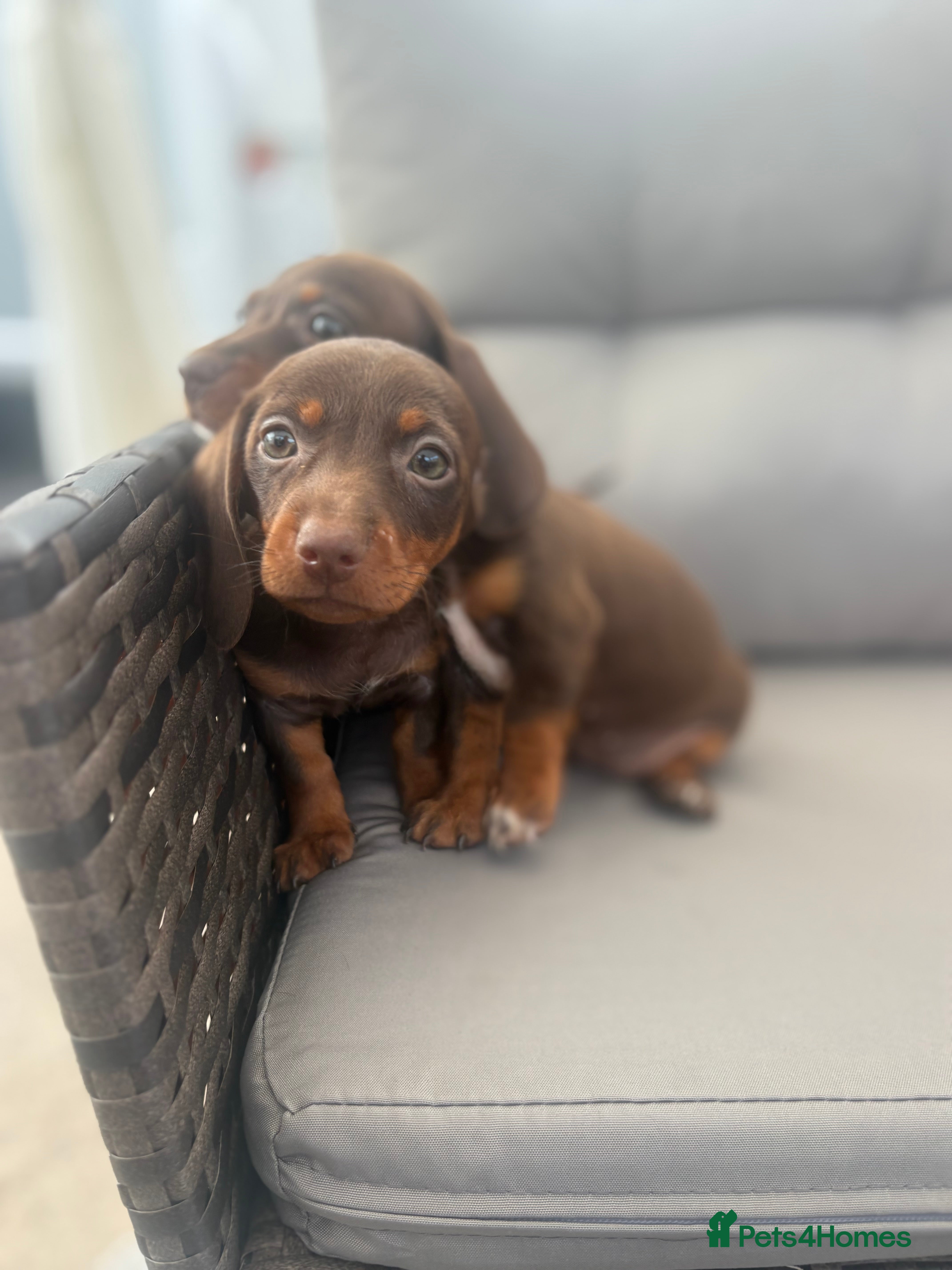 Dachshund dogs Dachshund  - Advert 2