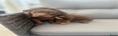 Dachshund 5