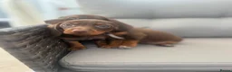 Dachshund dogs for sale: Dachshund  - Advert 9