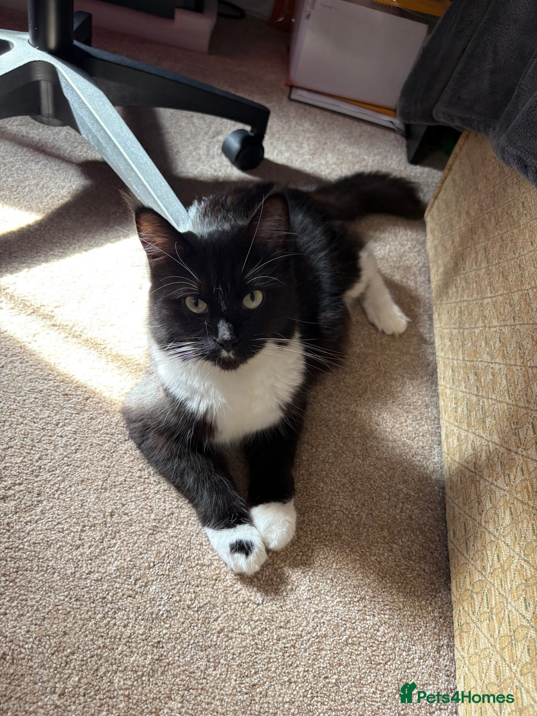 Ragcoon cats for sale: Stunning Maine Coon x Ragdoll kittens - Image 16