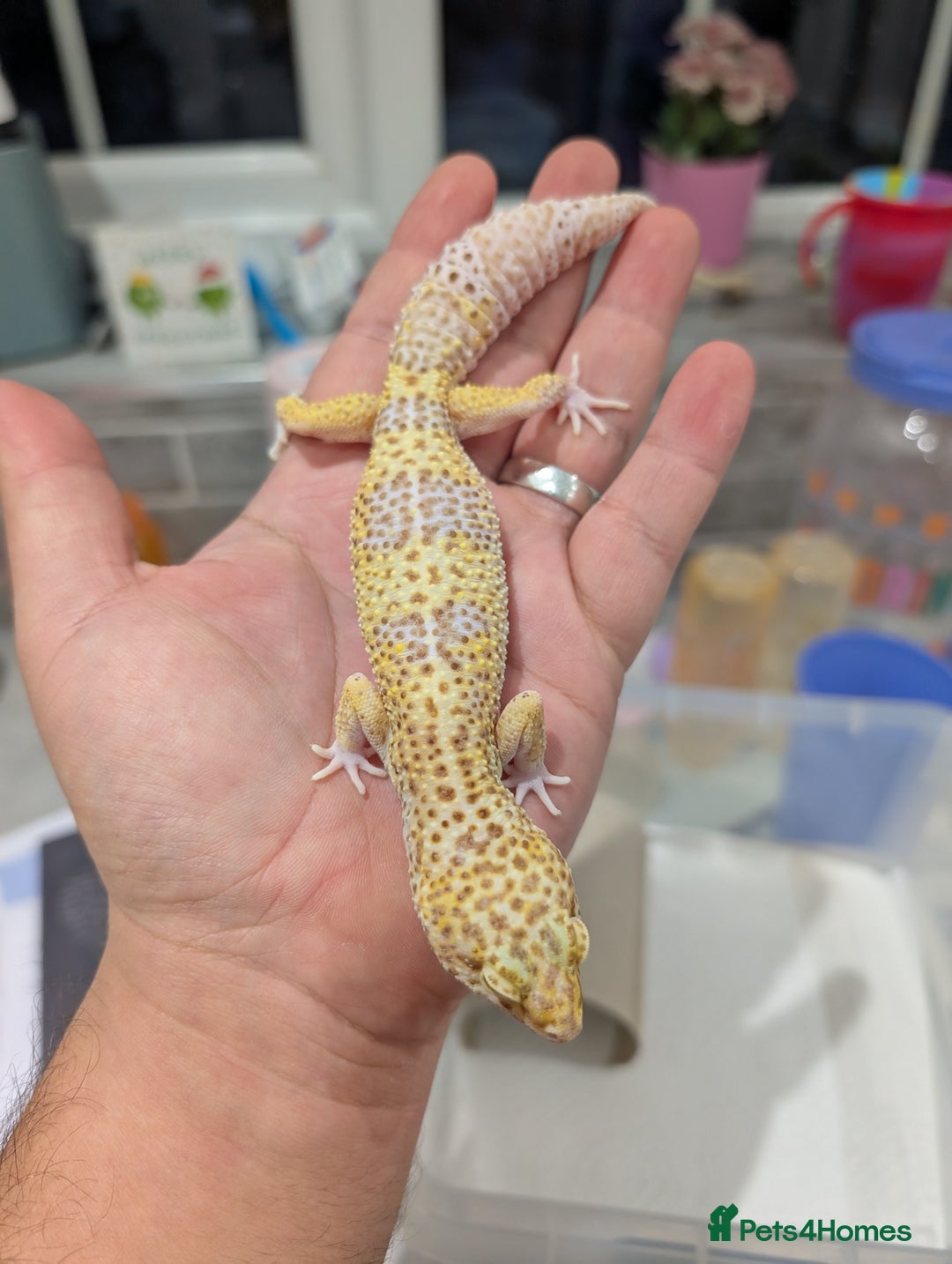 Leopard Gecko reptiles for sale: High end leopard geckos and red ackie monitors  - Advert 4
