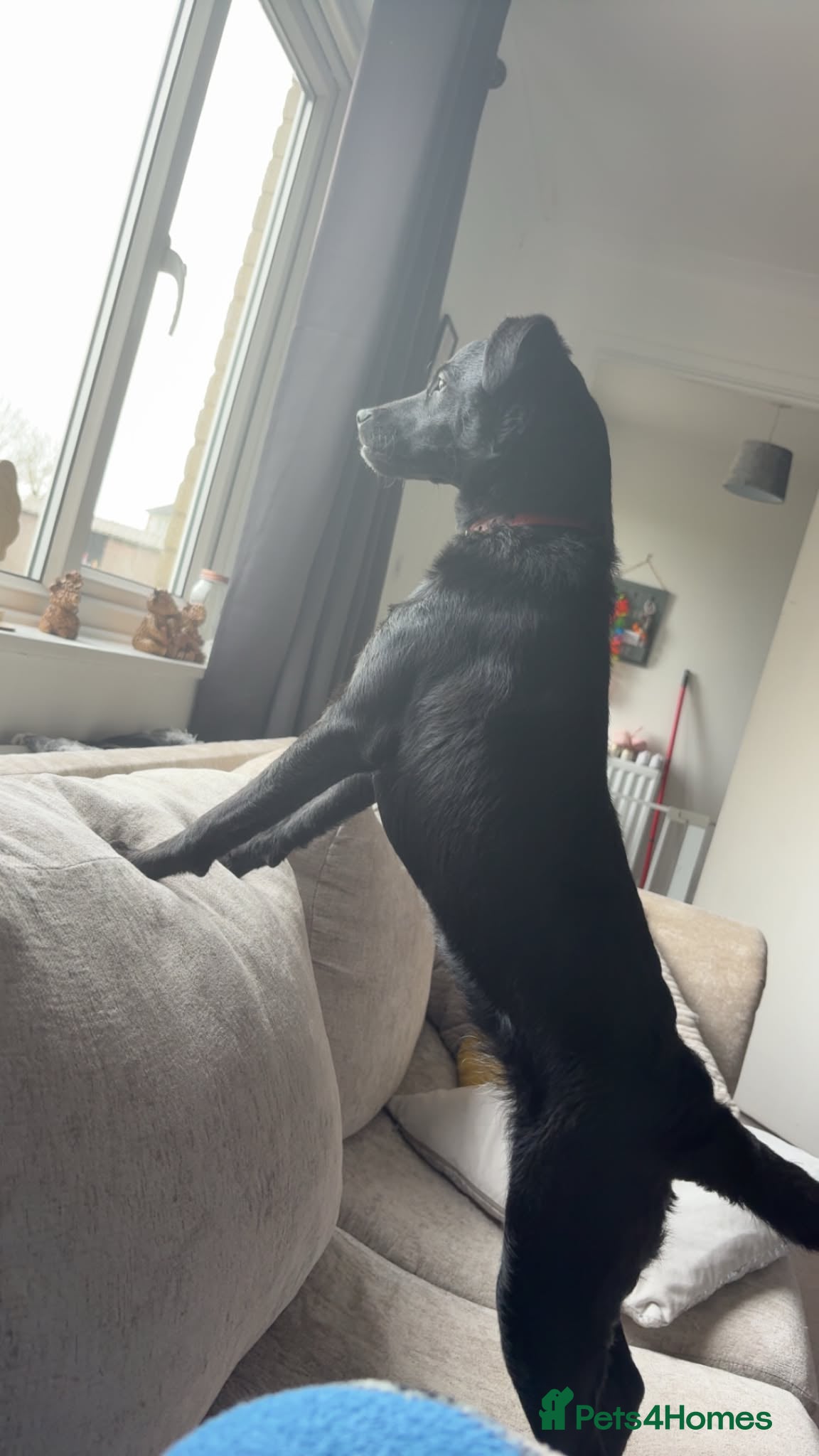 Patterjack dogs for sale: Stella (female) - Advert 4