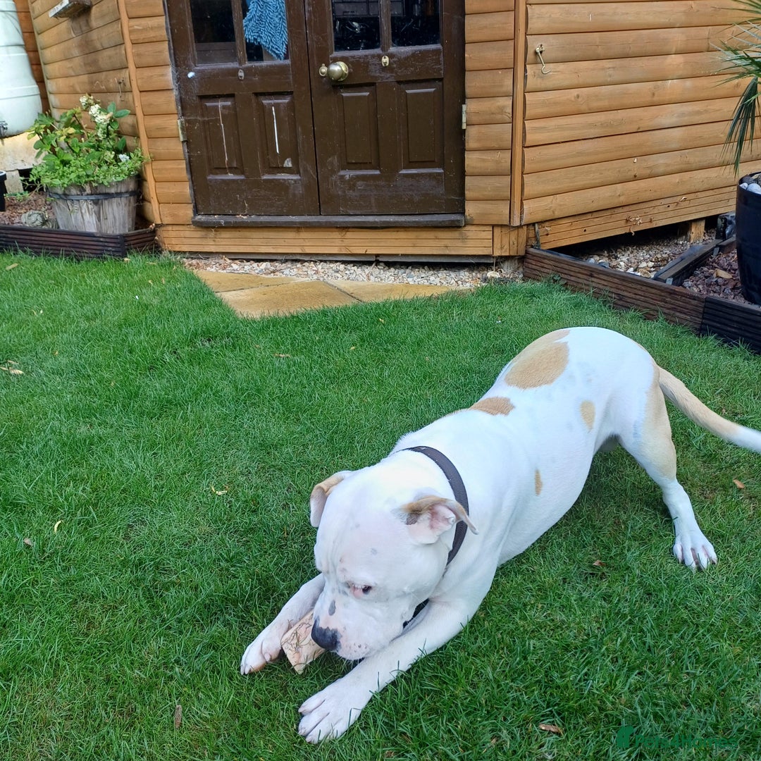 American Bulldog dogs for sale: Beautiful American Bulldog - Image 3