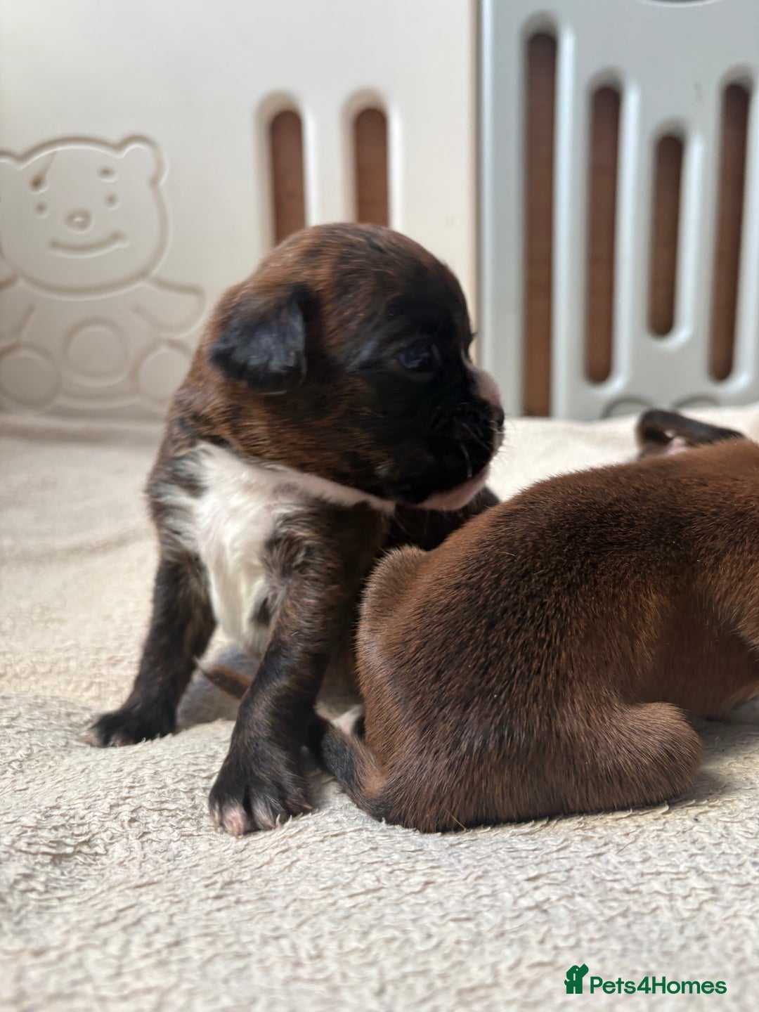 Boxer dogs for sale: KC registered boxer puppies  - Advert 4