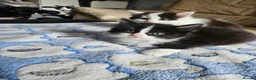 Mixed Breed cats for sale: 4 adorable kittens - Advert 13