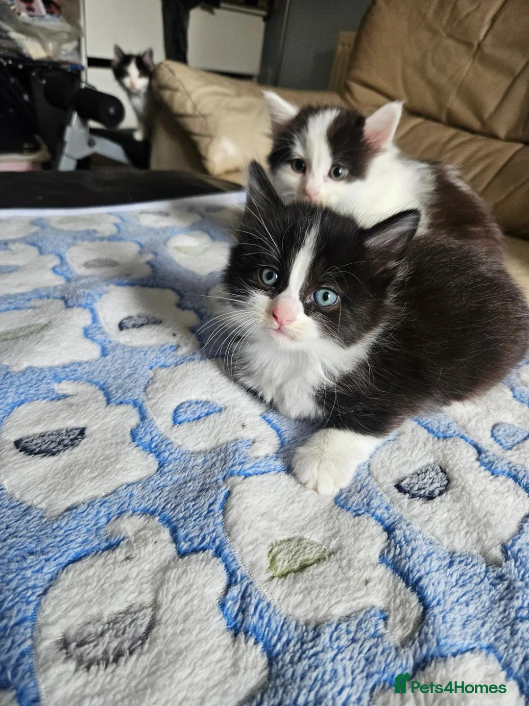 Mixed Breed cats for sale: 4 adorable kittens - Advert 13