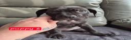 Cane Corso dogs for sale: Cane corso puppies - Advert 22