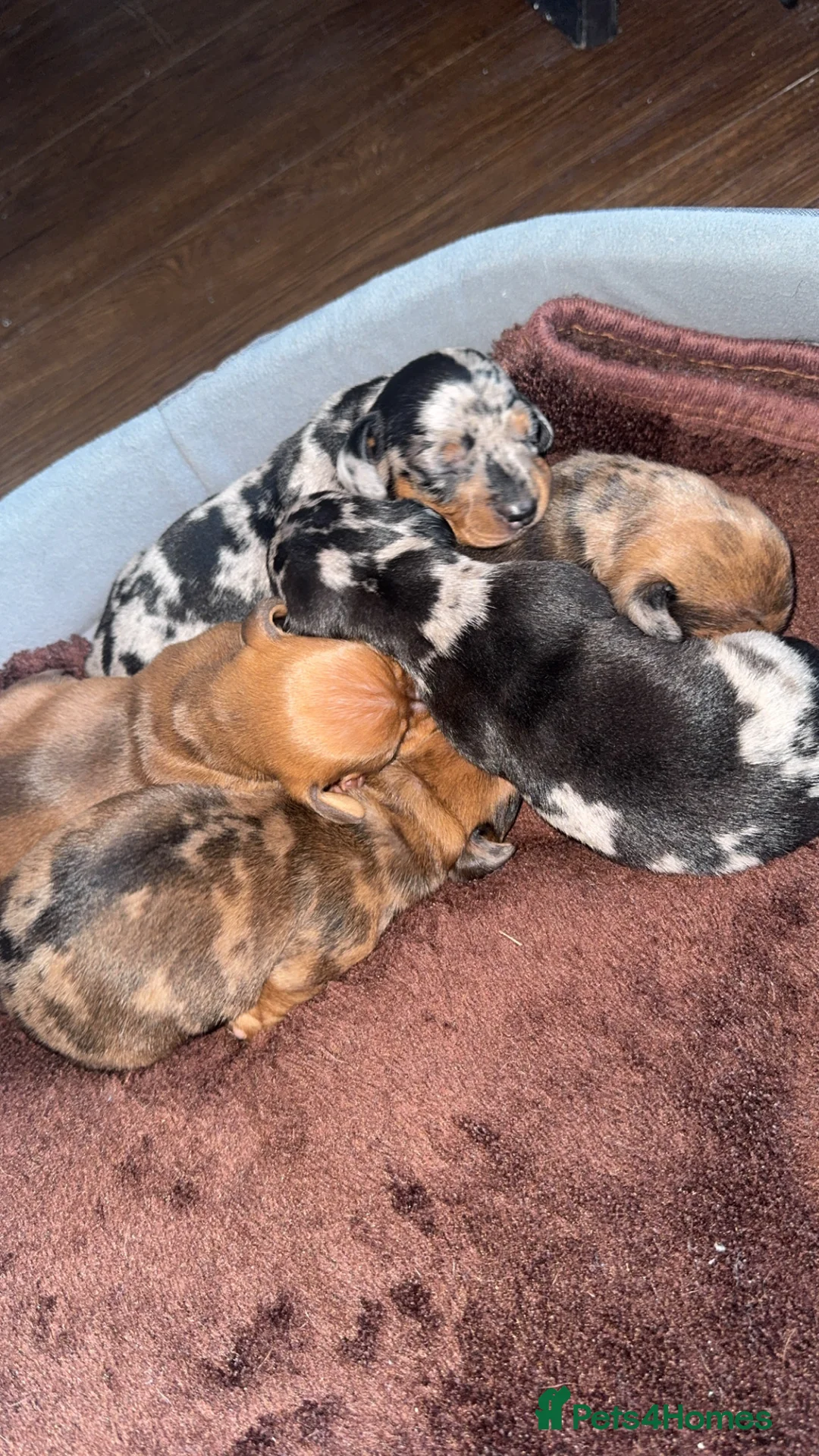 Dachshund dogs for sale: Dachshund Puppies  - Advert 8