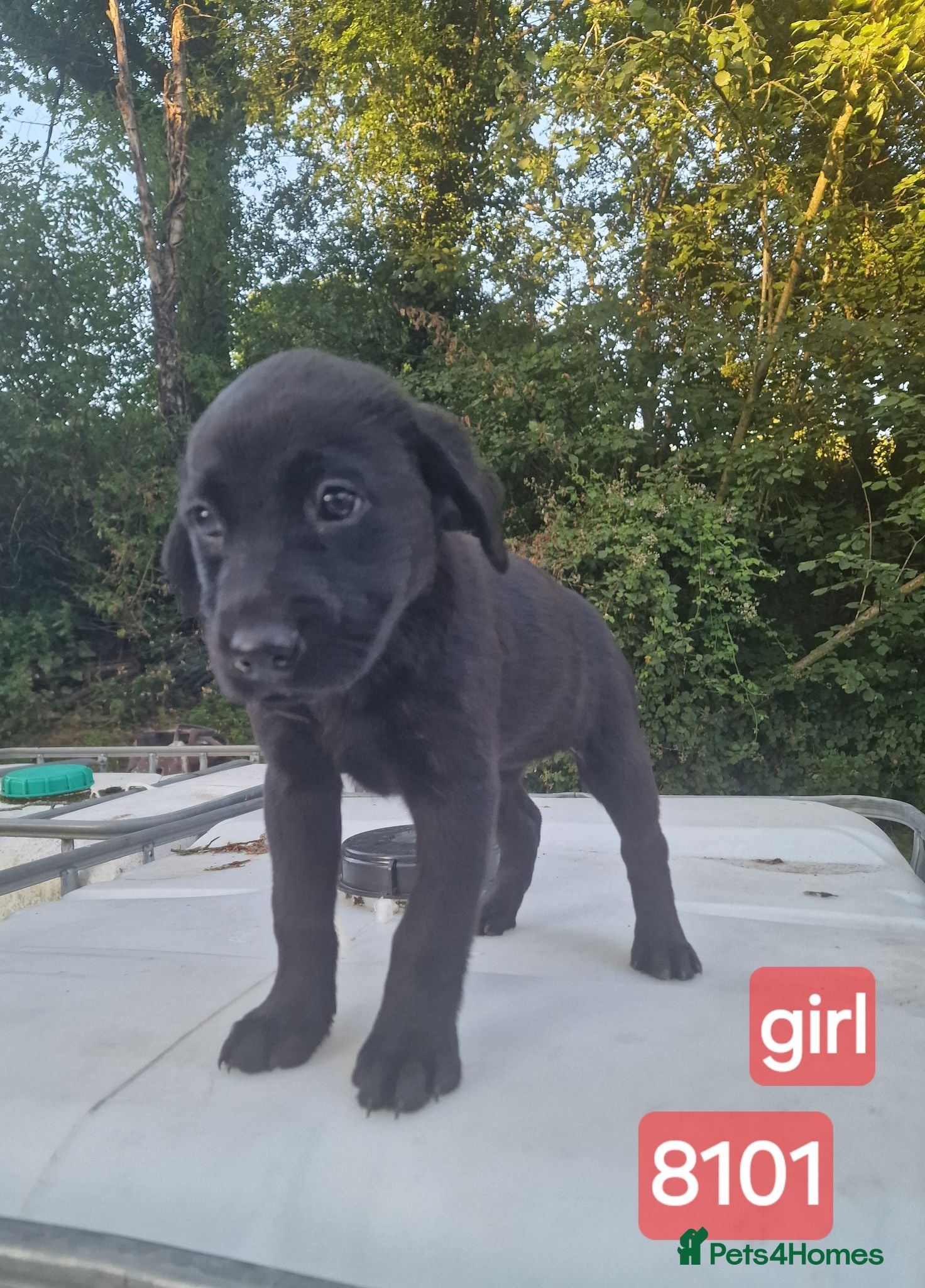 Labrador Retriever dogs *LAST* black girl left with beautiful personality - Advert 17