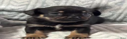 Mixed Breed dogs for sale: Imperial Shitzu cross - Advert 14