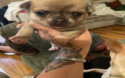 Chihuahua dogs for sale: Brother and sister Chihuahua - Advert 21