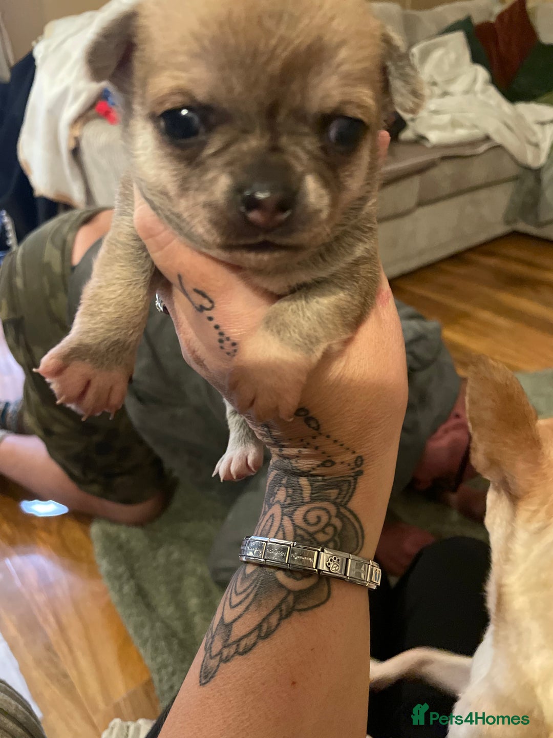 Chihuahua dogs for sale: Brother and sister Chihuahua - Advert 21