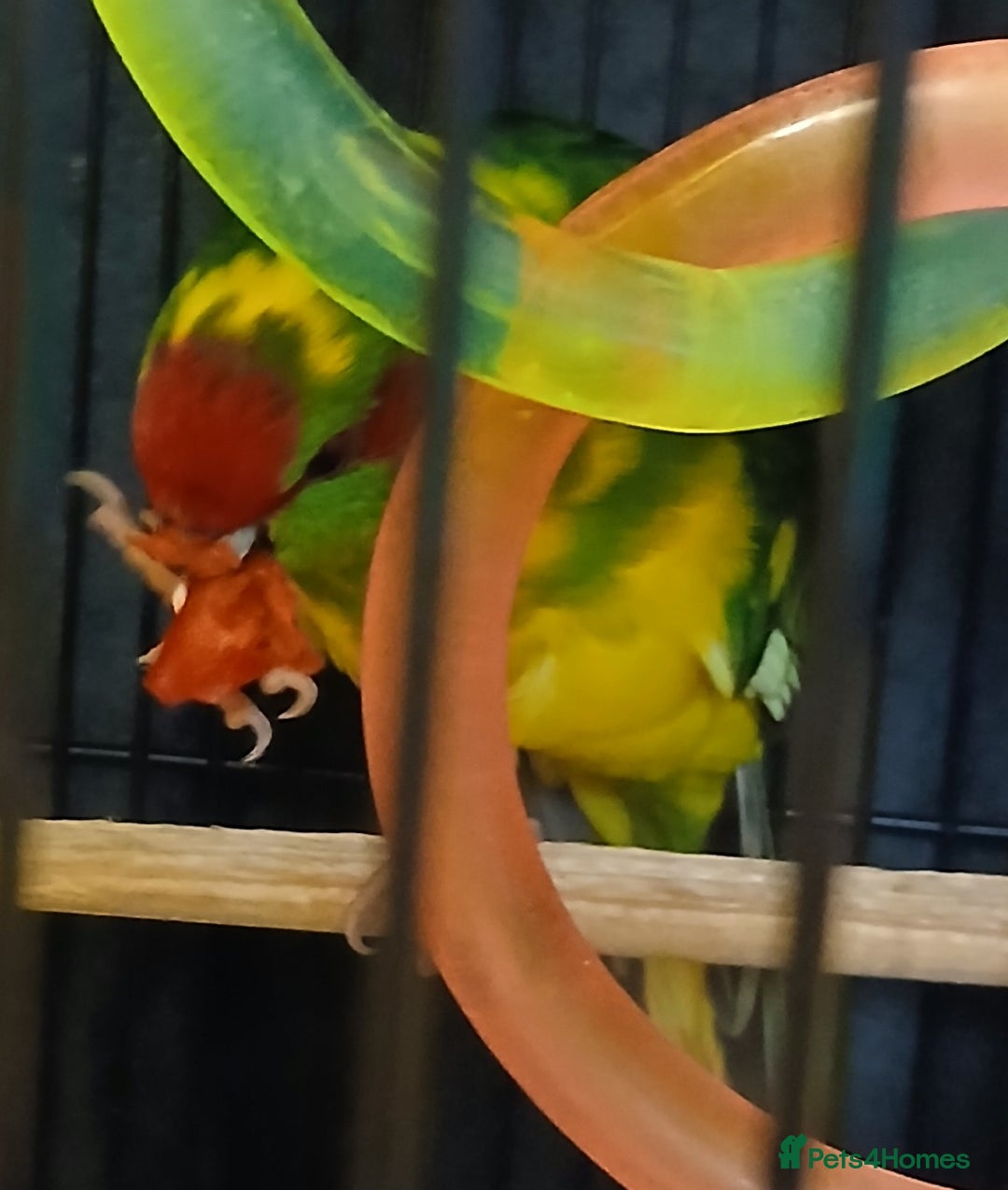 Parakeets birds for sale: Kakariki's x3 Males dna'd Kakariki's  - Advert 17