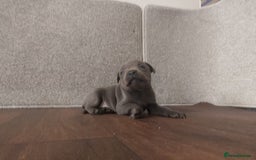 Staffordshire Bull Terrier dogs for sale: KC CHAMPION BLUE/BLACK PUPS TRUE EXAMPLES OF A SBT - Image 10