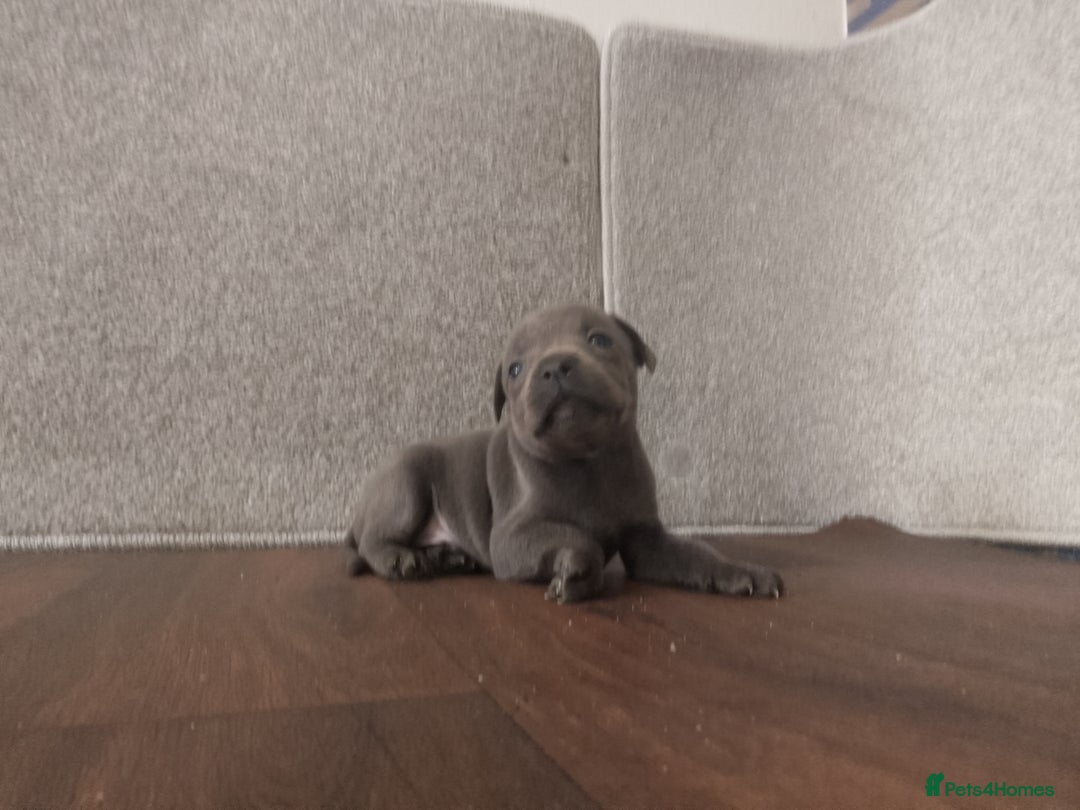 Staffordshire Bull Terrier dogs for sale: KC CHAMPION BLUE/BLACK PUPS TRUE EXAMPLES OF A SBT - Image 10