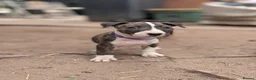 English Bull Terrier dogs for sale: Working and Sporting English Bull Terriers  - Advert 14