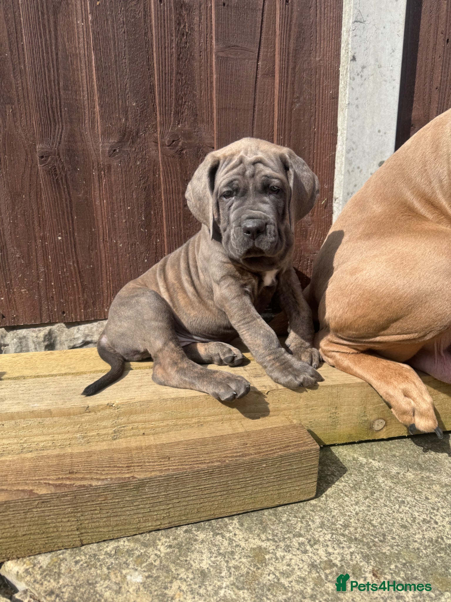 Cane Corso dogs 4 cane corso left - Advert 1